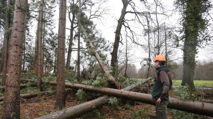 Hier, im Radelübber Holz, hat der Sturm Dutzende Küstentannen umgeknickt. Der Bestand war aber schon vorgeschädigt.