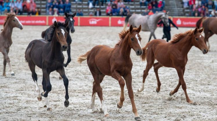 Alles rund um die Zucht und Pflege von Pferden will der Landesverband der Pferdezüchter MV Kindern und Jugendlichen näherbringen und hat dafür Fohlenpatenschaften vergeben.