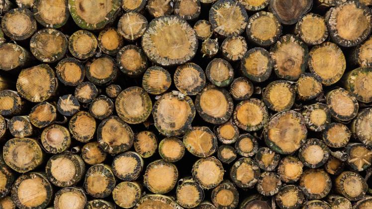 Baumarten wie Fichte und Buche sind in Deutschland vom Aussterben bedroht. Nur ein Waldumbau könne den deutschen Wald retten, meinen Experten.