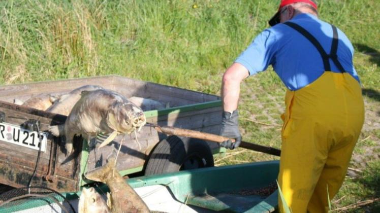 Mehr als drei Tonnen Fischkadaver haben Freiwillige beim Rudower See eingesammelt.