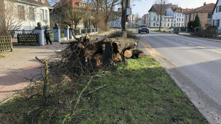 Sturmtief "Nadia" hatte Ende Januar in Wismar für vergleichsweise geringe Schäden gesorgt. Die Lübsche Straße musste vorübergehend gesperrt werden, weil ein Baum umgestürzt war.