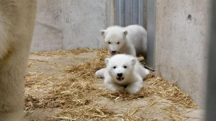 Die am 14. November im Zoo Rostock geborenen Eisbärenzwillinge sind Mädchen.