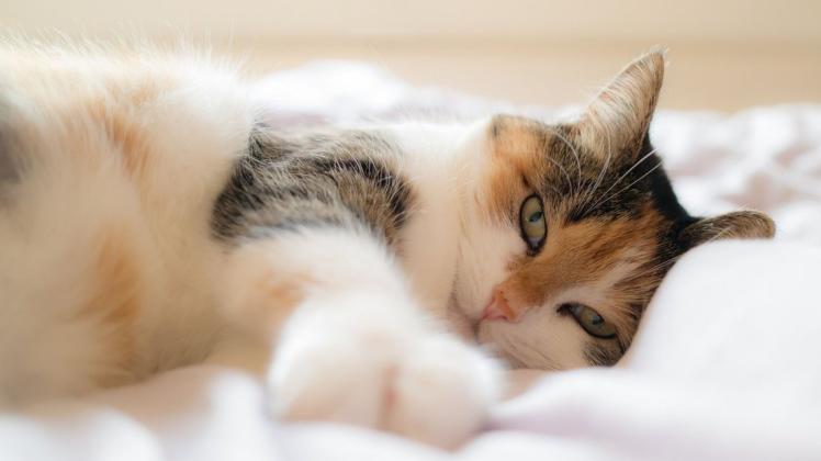 Das Bett für sich alleine haben – mit Katzen im Haushalt ist das nahezu unmöglich.
