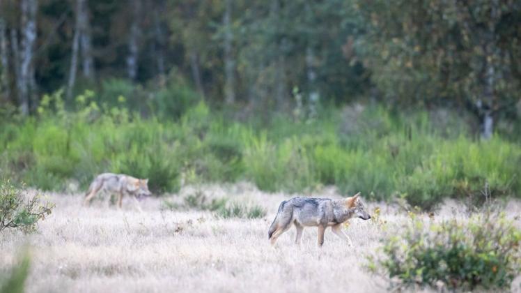 Brandenburg ist längst Wolfsland.