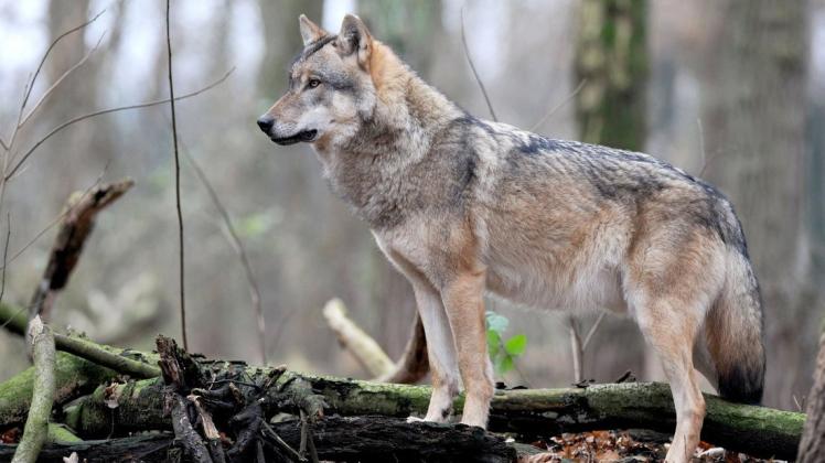 Die Interessengemeinschaft Wolfsfreunde Deutschland sorgt sich um den Fortbestand des Wolfsrudels im Amt Neuhaus.