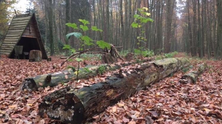 Der Wald, hier der Güstrower Forst, als Quelle für Gesundheit und Wohlbefinden. Nun wird diese Wirkung wissenschaftlich belegt. Der Wald, hier der Güstrower Forst, als Quelle für Gesundheit und Wohlbefinden. Nun wird diese Wirkung wissenschaftlich belegt.