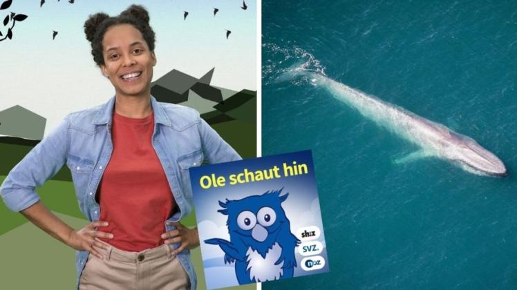 Pia Amofa-Antwi beantwortet im Kinderpodcast "Ole schaut hin" Fragen über Wale und Delfine.