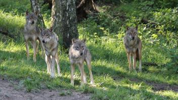 Ferienkinder können das Güstrower Wolfsrudel bei geführten Touren am Tag oder bei einsetzender Dämmerung beobachten.