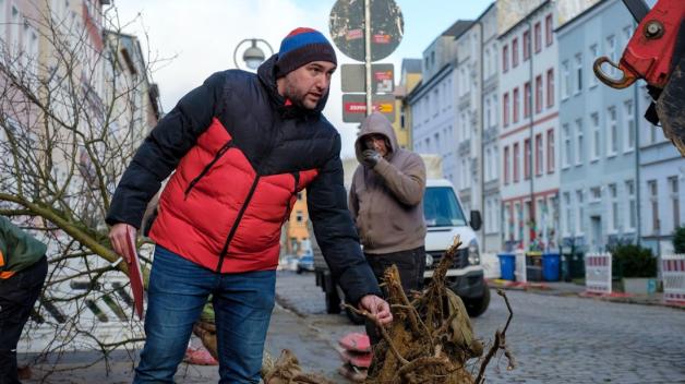 Rostock Bäume aus der FritzReuterStraße finden neues Zuhause SVZ