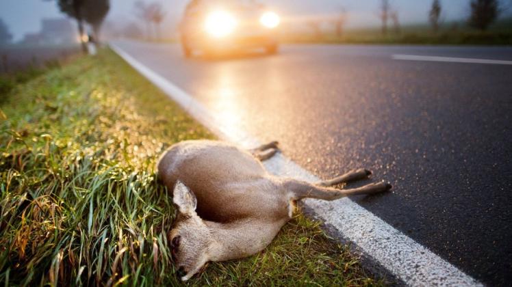 Nicht nur auf den Straßen, sondern auch auf den Bahnschienen kommt es zu Unfällen mit Wild Nicht nur auf den Straßen, sondern auch auf den Bahnschienen kommt es zu Unfällen mit Wild