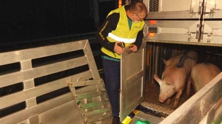 Ein voll beladener Schweinetransporter ist in der Nacht zu Freitag auf der A1 bei Stuhr verunglückt.