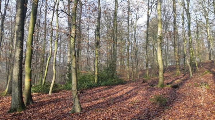 Die Niedersächsischen Landesforsten entwickeln im Wald um das Nettetal die bestehenden Wald-Lebensraumtypen weiter und schaffen Licht für die nachfolgende Waldgeneration.