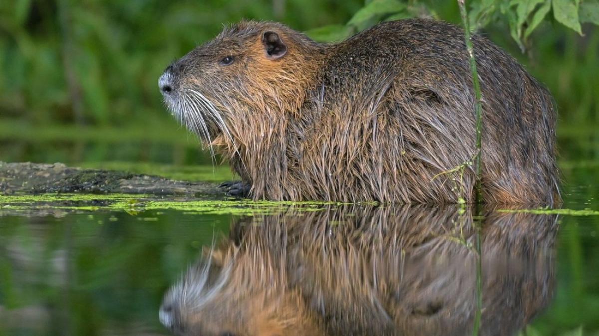 Jäger haben in Hamburg mehr als 1400 Nutrias erlegt