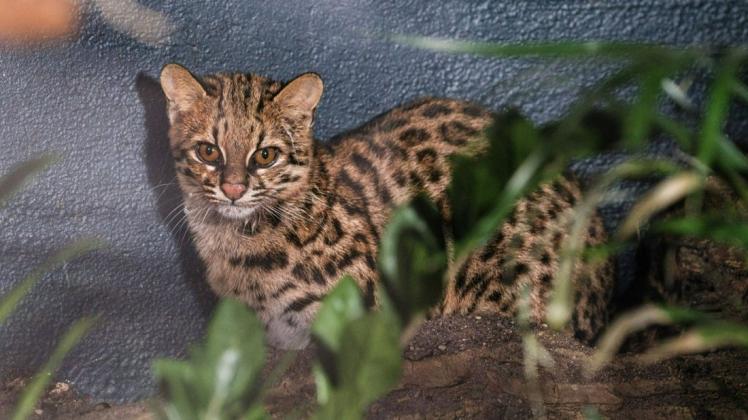 Ozelotkatze „Kaya“ wurde 2020 im Dortmunder Zoo geboren und lebt schon seit einiger Zeit in der Landeshauptstadt. Zur Eingewöhnung blieb sie allerdings zunächst hinter den Kulissen.