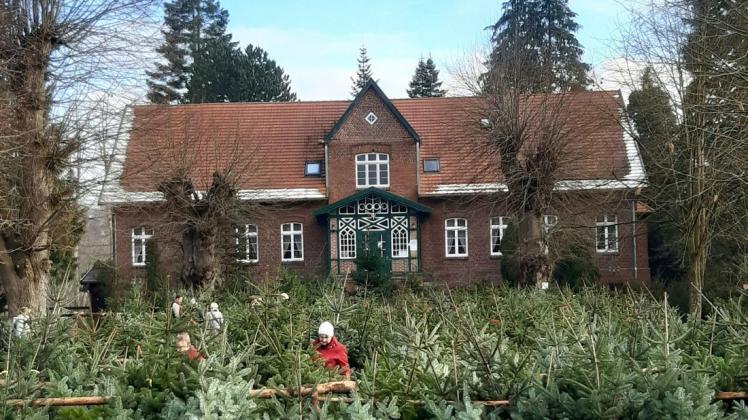 Vor dem Schildfelder Forsthaus können Weihnachtsbäume begutachtet und gekauft werden.