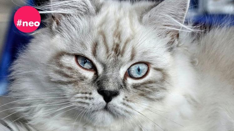 Forscher gehen davon aus, dass alle Katzen psychopathische Eigenschaften haben.