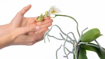 Müssen die Luftwurzeln von Orchideen eigentlich gepflegt werden? Und wenn ja, wie?