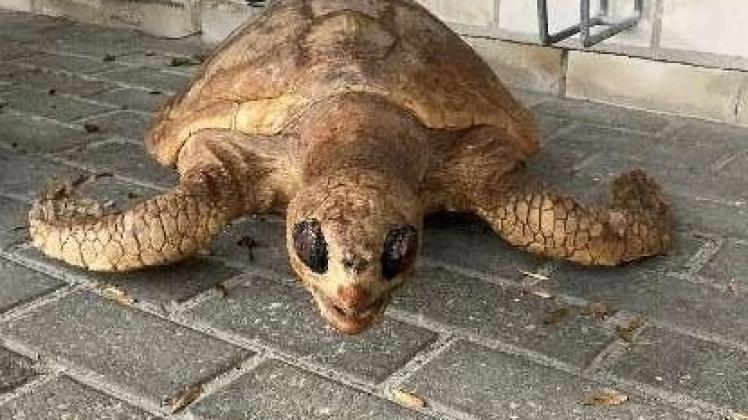 Die ausgestopfte Schildkröte, die die Polizei gefunden hat, sucht nun ihren Besitzer.