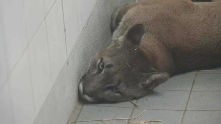 Bayern: Puma im Kleinwagen geschmuggelt Unknown