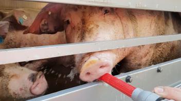 Bei einer Kontrolle fanden beispielsweise Dortmunder Beamte in einem Viehtransport 143 Schweine, die völlig dehydriert waren. Mindestens drei Tiere waren bereits verendet. (Archivbild)