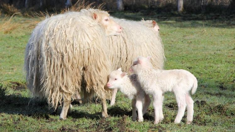 Moorschnucken im Wildpark MV haben die ersten Osterlämmer geboren.