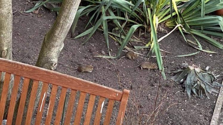 Woher kommen die Ratten an der Bremer Straße in