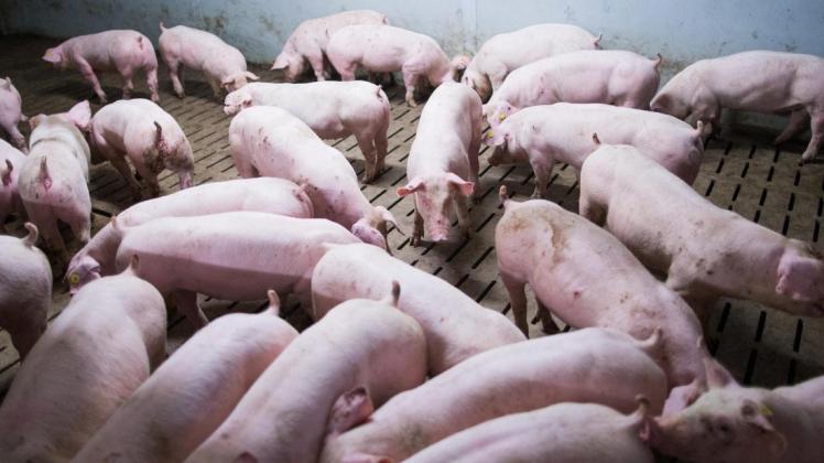 In einem Mastbetrieb in Nordrhein-Westfalen verendeten 900 Schweine.