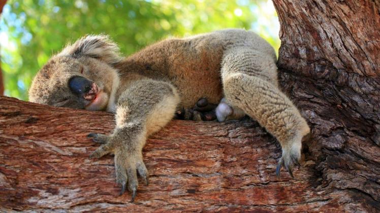 Den Tieren in Australien macht die Hitze besonders zu schaffen. Foto: imago/Panthermedia