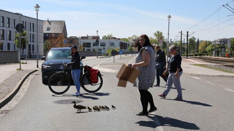 Besorgte Bürger helfen einer Entenfamilie in der Rostocker Innenstadt über die Straße.