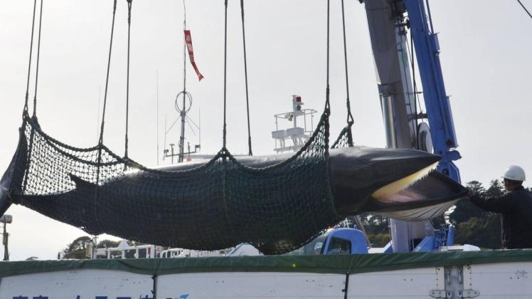 Seit 1986 ist der kommerzielle Walfang international verboten. Foto: imago images/Kyodo News
