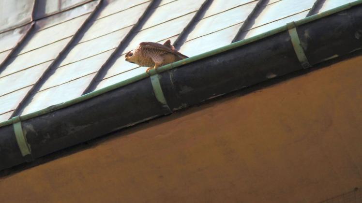 Wanderfalke auf der Dachrinne des Katharinenkirchturms Foto: Peter Szczekalla