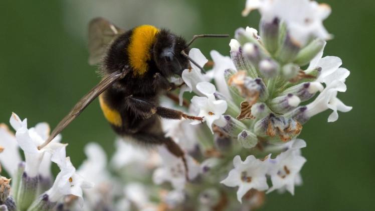 Auch Hummeln sollen sich auf dem Experimentierfeld "Bienenglück Ganderkesee" wohlfühlen. Symbolfoto: Andrea Warnecke/dpa