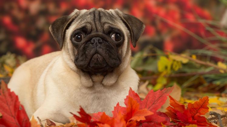 Pug dog outdoors in autumn PUBLICATIONxINxGERxSUIxAUTxONLY Copyright: Jean-MichelxLabat 12691732