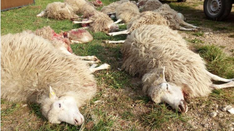 Tote Schafe in Sachsen - mutmaßlich von einem Wolf gerissen. Foto: Benno Bilk/dpa-Zentralbild/dpa