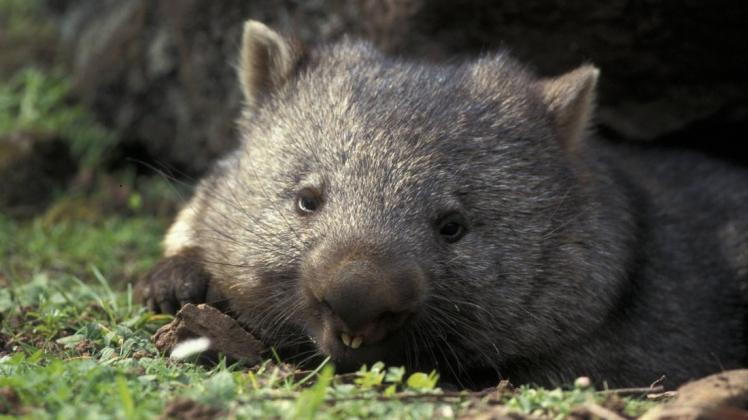 Weil immer mehr Menschen die kleinen Tierchen wegen Selfies belästigen, sollen Fotos von Touristen und Wombats auf einer australischen Insel bald verboten sein. Foto: imago/imagebroker
