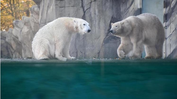 Mitverantwortlich für den Besucherrekord im Rostocker Zoo sind die Eisbären-Weibchen Noria (links) und Sizzel als Bewohnerinnen des im September eröffneten Polariums.