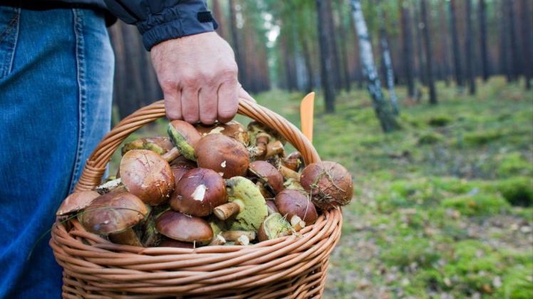 Im Herbst sind wieder viele Pilz-Sammler in den Wäldern unterwegs. Foto: dpa/Patrick Pleul