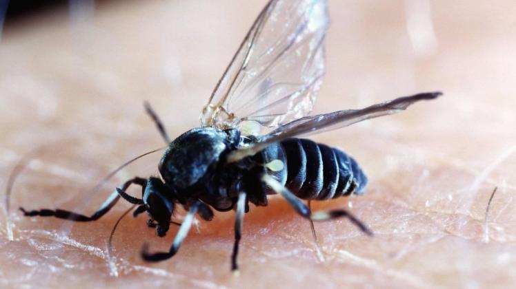 Sie sticht nicht, sie beißt: die Kriebelmücke. Foto: imago images/Blickwinkel