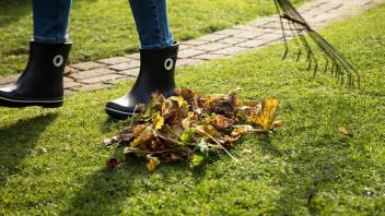Damit der Rasen gesund ist, sollte Laub entfernt werden. Denn bleiben die alten Blätter liegen, können die darunter liegenden Gräser faulen oder schimmeln.