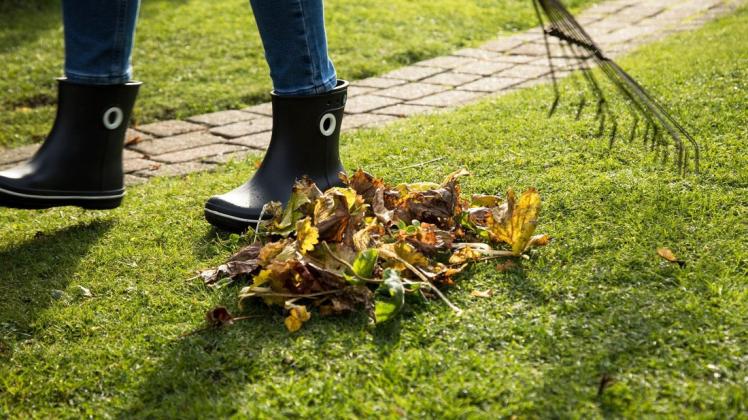 Damit der Rasen gesund ist, sollte Laub entfernt werden. Denn bleiben die alten Blätter liegen, können die darunter liegenden Gräser faulen oder schimmeln.