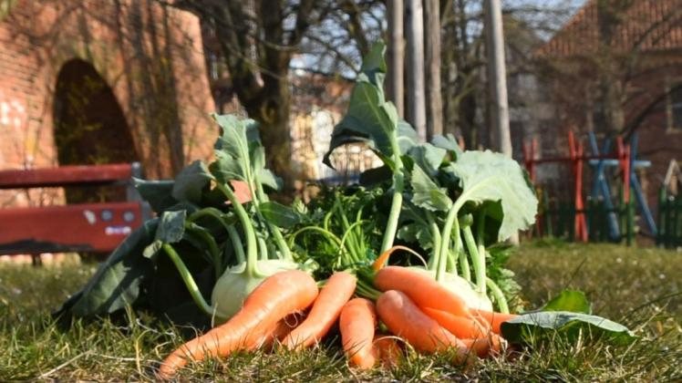 Kohlrabi und Möhren ernten an der Stadtmauer in Wismar, während die Kinder ein paar Meter auf dem Spielplatz toben. Die "essbare Stadt" soll Thema sein in der kommenden Bürgerschaftssitzung.
