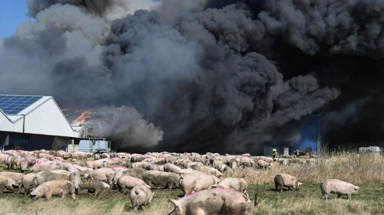 Der Großbrand in einer Schweinemastanlage in Alt Tellin kostete Zehntausenden Tieren das Leben.