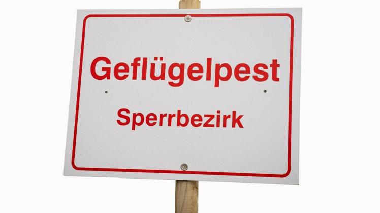 Erneuter Ausbruch der Geflügelpest in Dithmarschen. /Symbolfoto