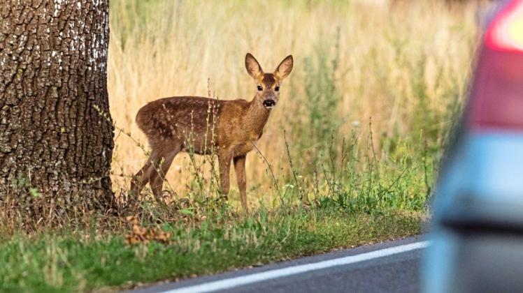 Nicht nur an den Straßen leben Rehe gefährlich. In Plau wurde jetzt erneut ein Reh von einem Hund attackiert. (Symbolbild)