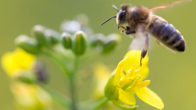 Zwischen April und Juni blüht der Raps in Mecklenburg-Vorpommern. Dann wird er auch wieder von vielen Bienen angeflogen. Um die Tiere vor der Varroamilbe zu schützen, müssen Imker einiges beachten. (Symbolfoto)