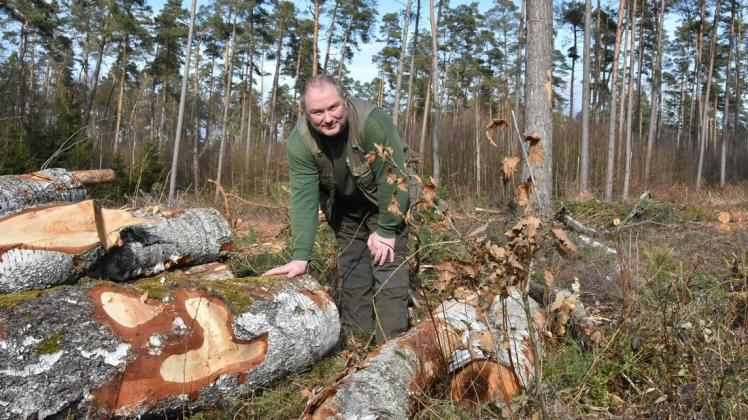Forstamtsleiter Mathias Regenstein im Wald bei Witzin: Viele Kiefern hat der Sturm hier umgelegt. Dazwischen wachsen junge Eichen heran.
