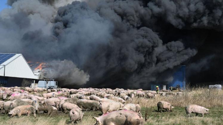Es war eine der größten Brandkatastrophen in der Tierhaltung: In Alt Tellin kamen mehr als 50.000 Schweine in den Flammen ums Leben.
