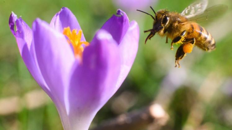 Eine Biene fliegt neben einem Krokus. In den nächsten Monaten sollen entlang der Bienenstraße viele neue Nahrungs- und Habitatflächen entstehen (Symbolbild).