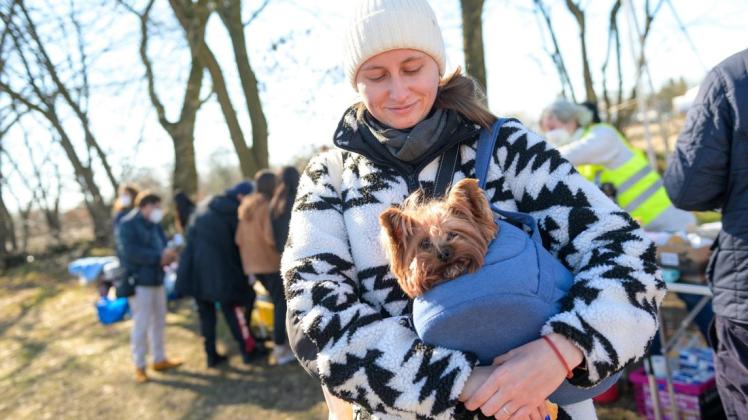 Viele Flüchtlinge, wie Kate Uvarova, bringen ihre Hunde und Katzen mit. Diese müssen oft für drei Wochen in Quarantäne.