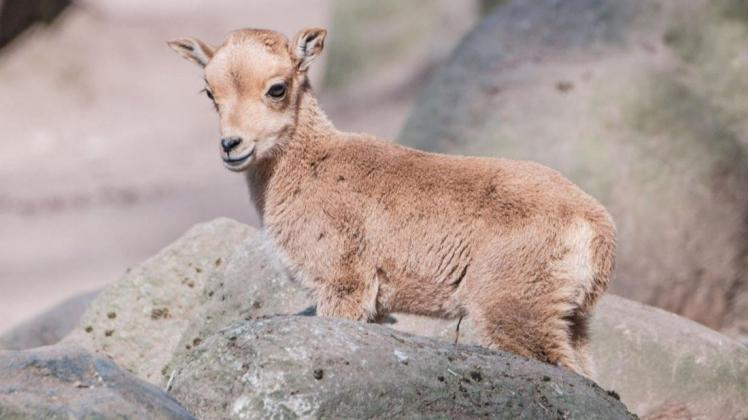 Das kleine Mähnenspringer-Weibchen kann schon gut klettern und erkundet sein Gehege im Zoo.